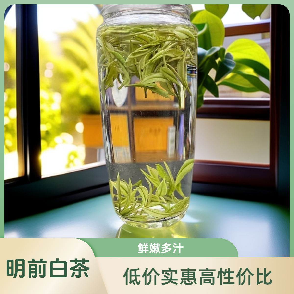 A21#2025年原产地高山明前安吉兰花香鲜爽白茶