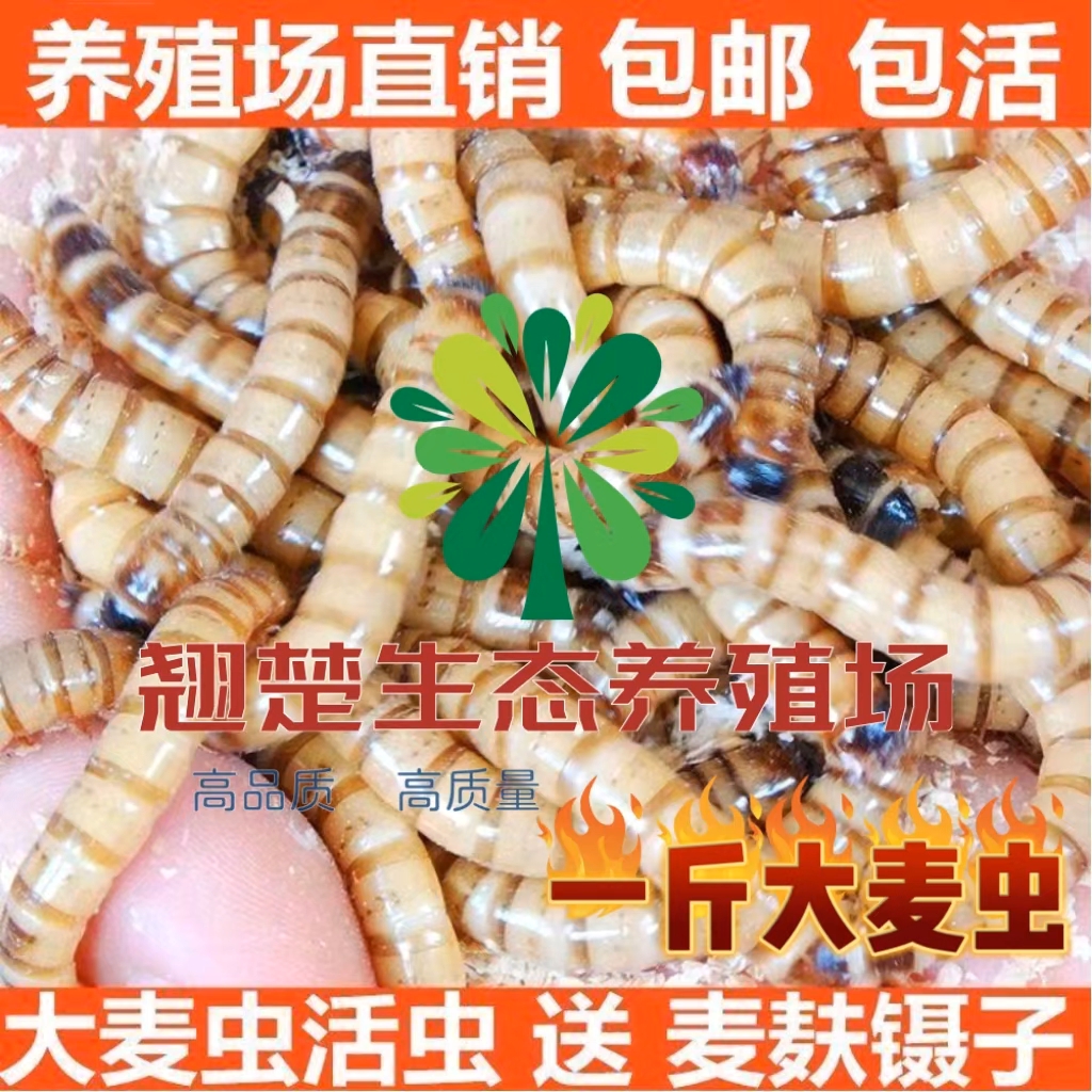 鲜活大麦虫活体活饵蛋白虫宠物活体饲料钓鱼饵料一斤送麦麸镊子