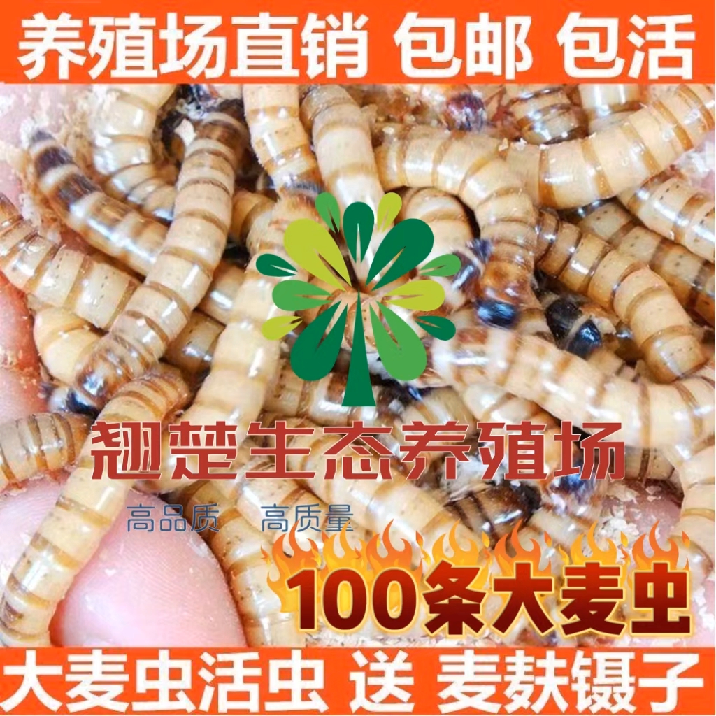 鲜活大麦虫活体活饵蛋白虫宠物活体饲料钓鱼饵料100条送麦麸镊子