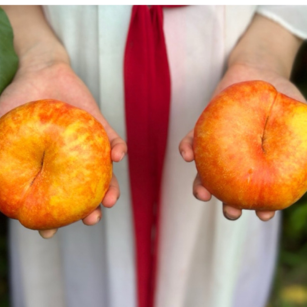 桃树苗嫁接苗5棵（裸根苗）