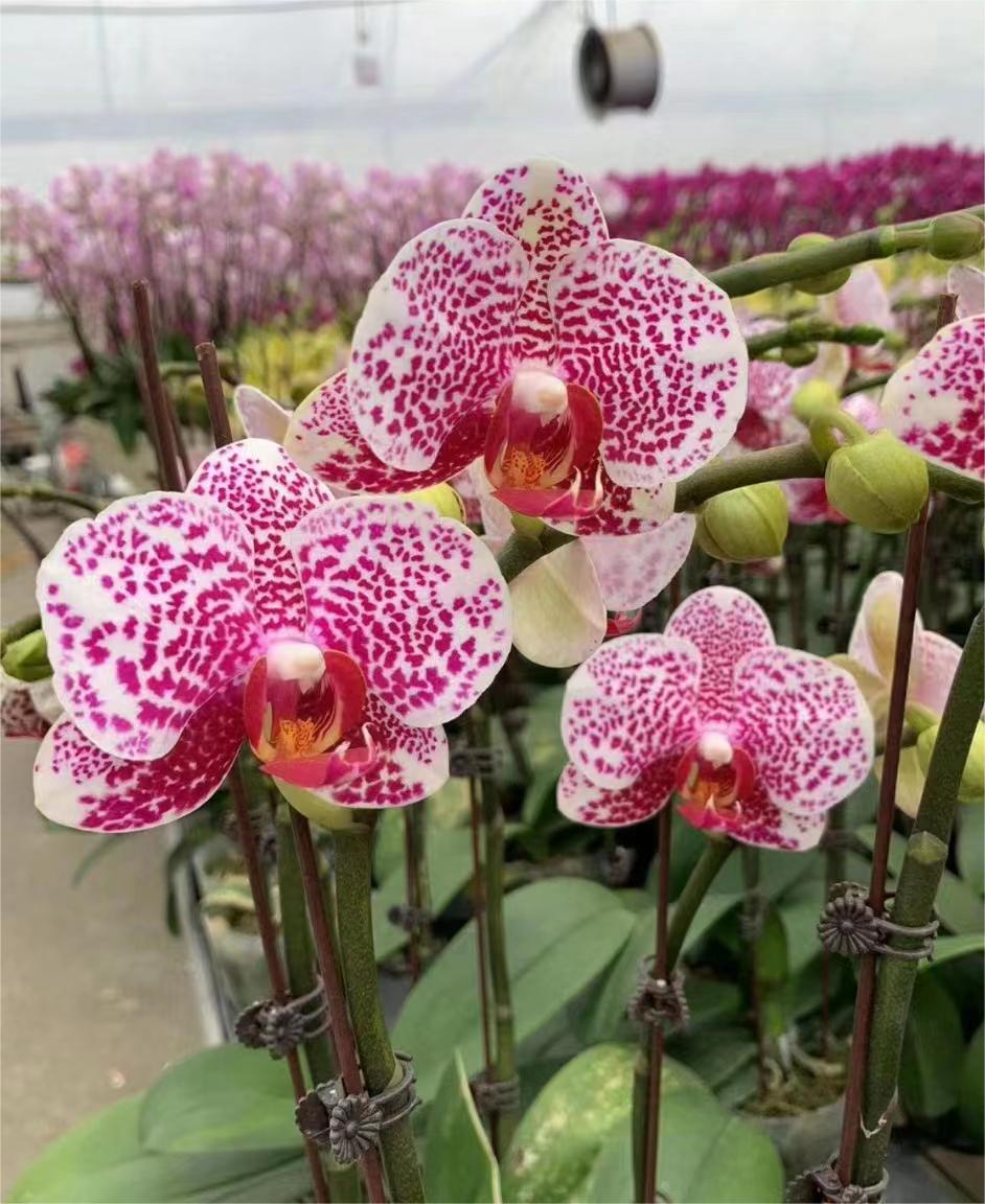 【带花剑】黑杰克蝴蝶兰花苗不带花2.5寸杯