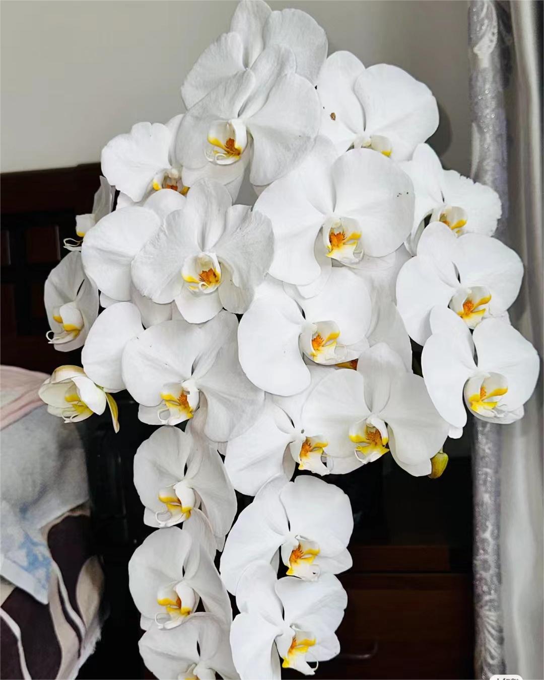 【带花剑】大白V3蝴蝶兰花苗不带花3.0寸杯