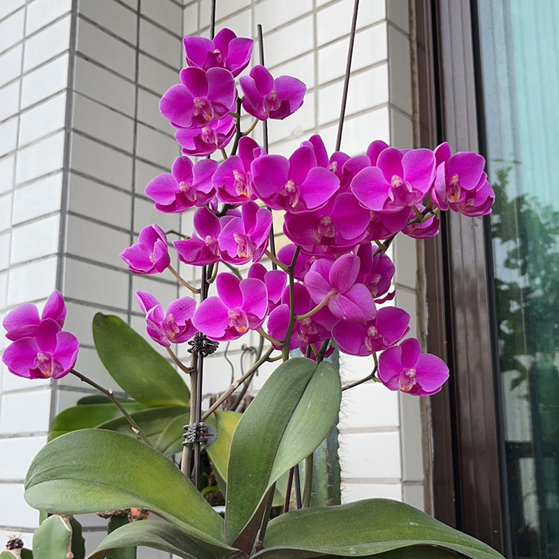 【带花剑】满天红胡蝶兰花苗带花剑2.8寸杯不带花