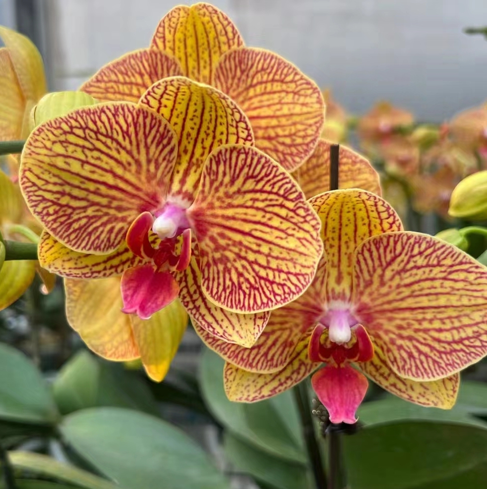 【带花剑】黄金甲蝴蝶兰花苗带花剑2.8寸杯