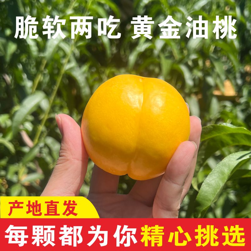 桃子黄金蜜黄油桃山东纯甜黄金油桃蜜桃蒙阴桃新鲜水果91