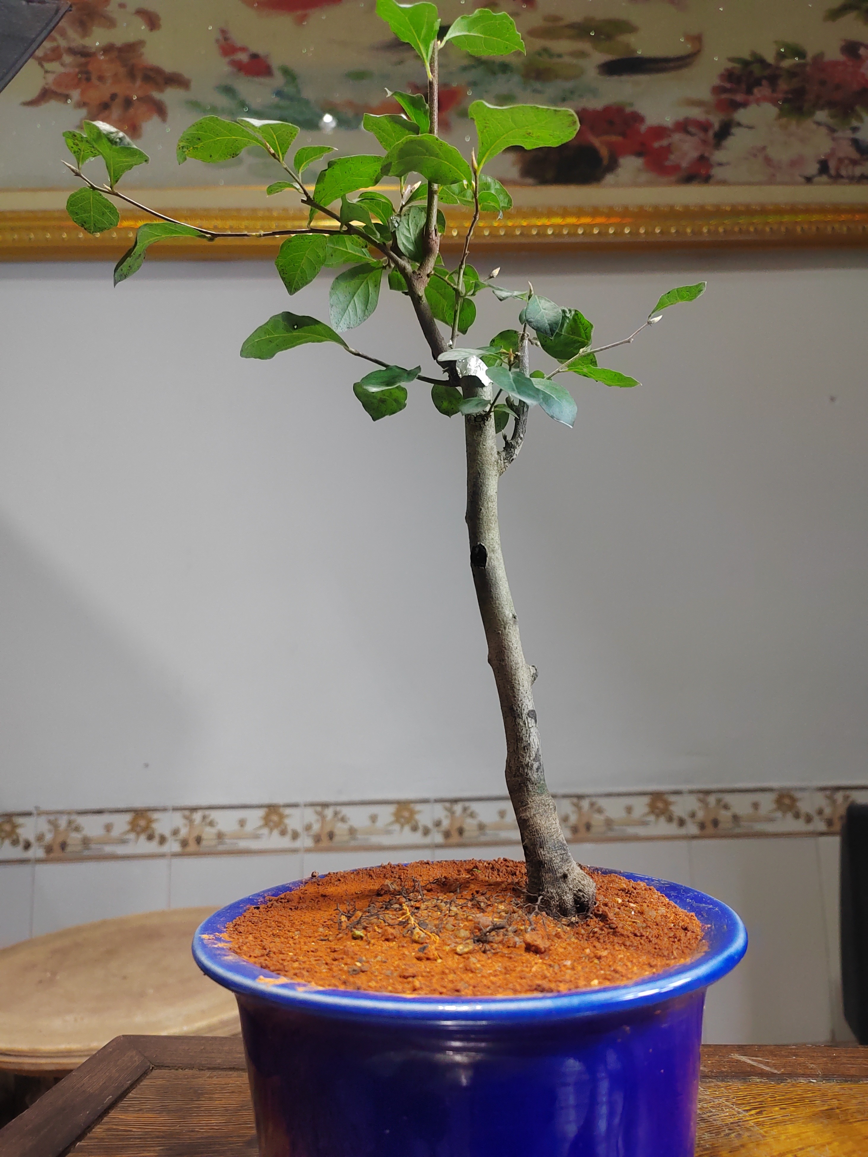 精品文人大树形老鸭