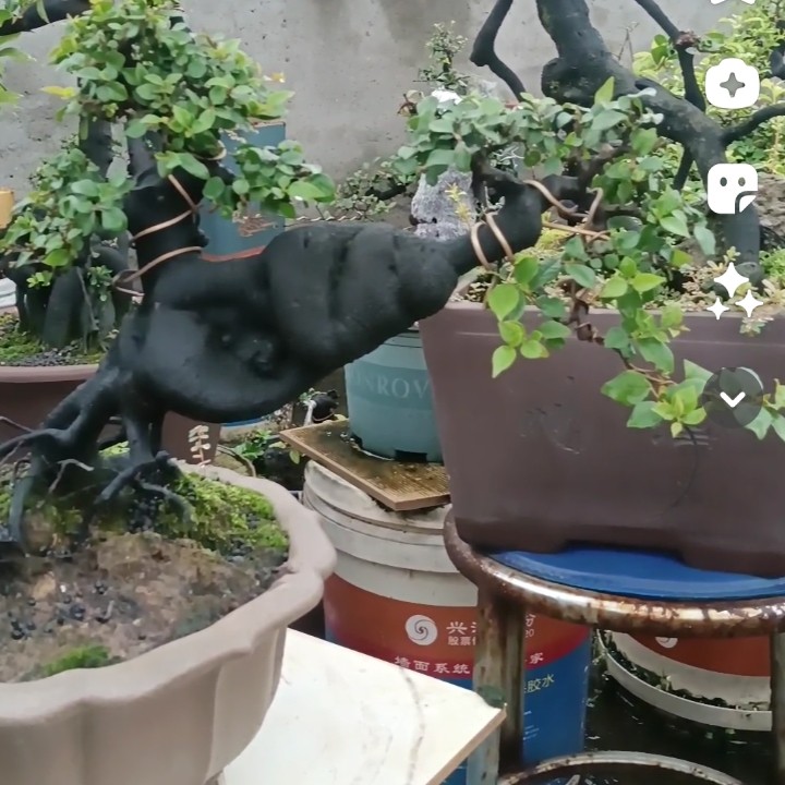 直播间一物一拍乔木灌木金弹子盆景