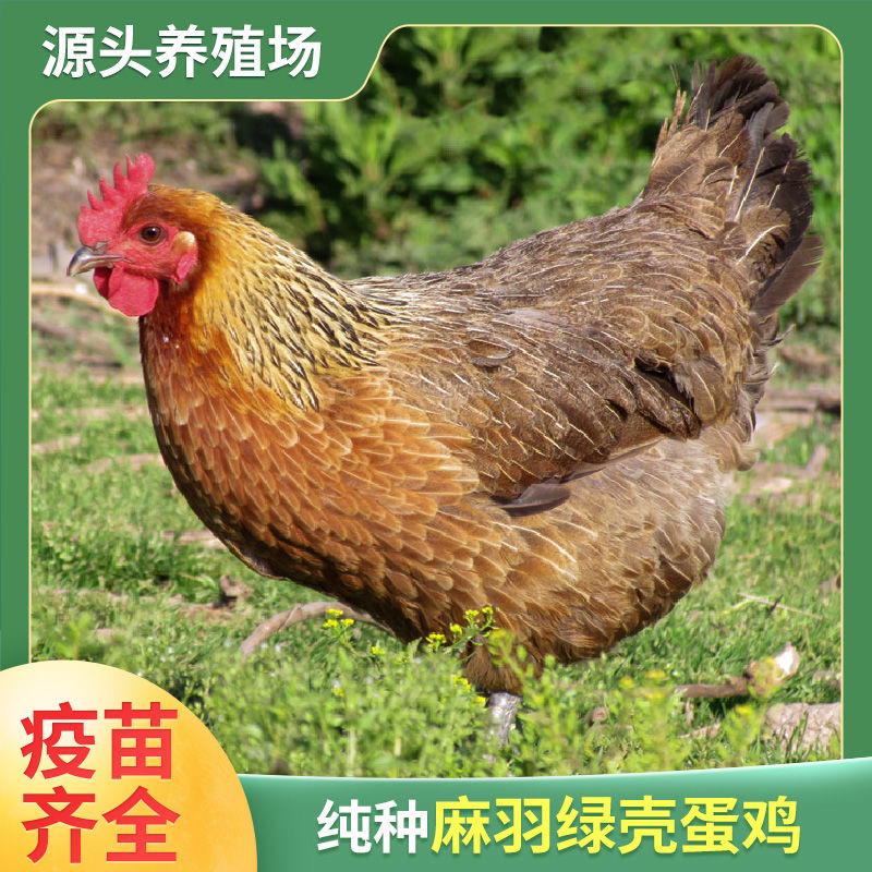 【1斤左右发6只】正宗汶上鸡  脱温鸡 散养土鸡
