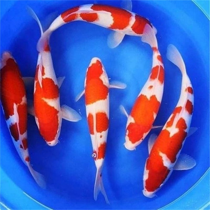  (不包邮) 各种锦鲤 观赏鱼