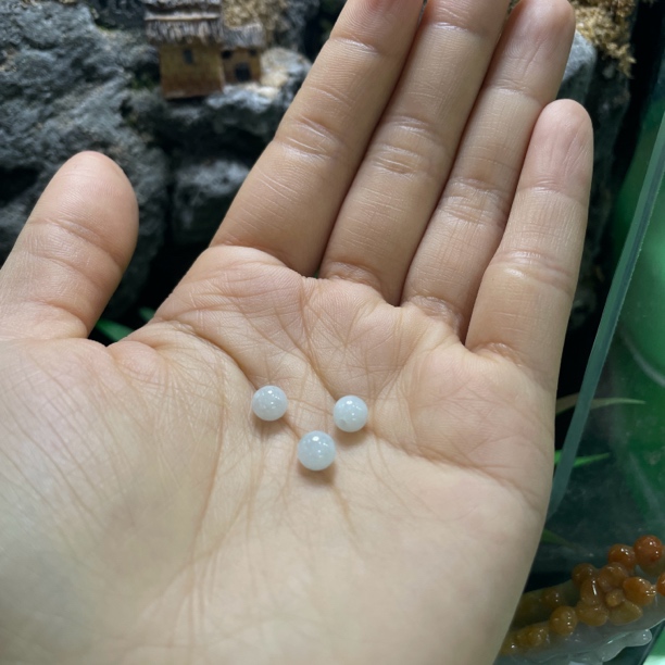 怪斋文化天然翡翠可定制翡翠翡翠直播间