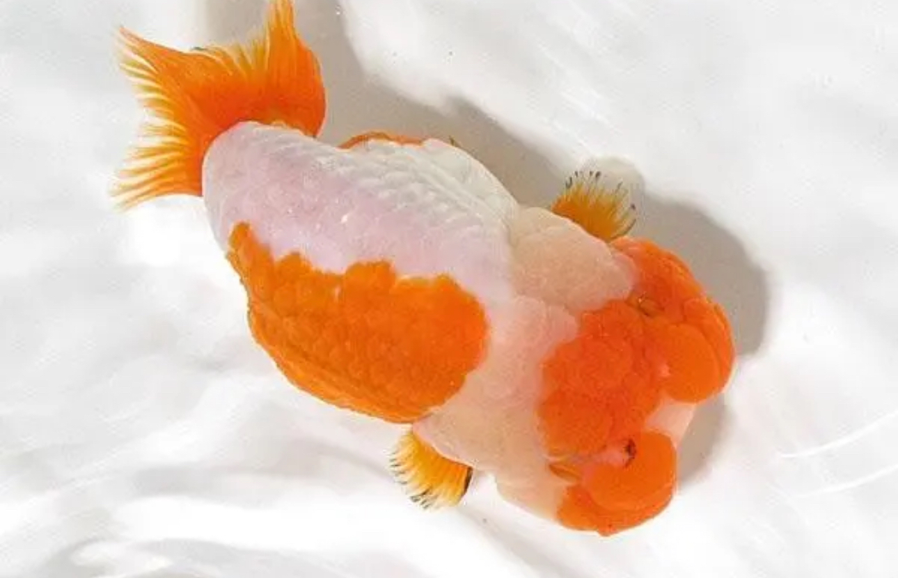 兰寿金鱼奶牛红白黑好看观赏鱼多好养