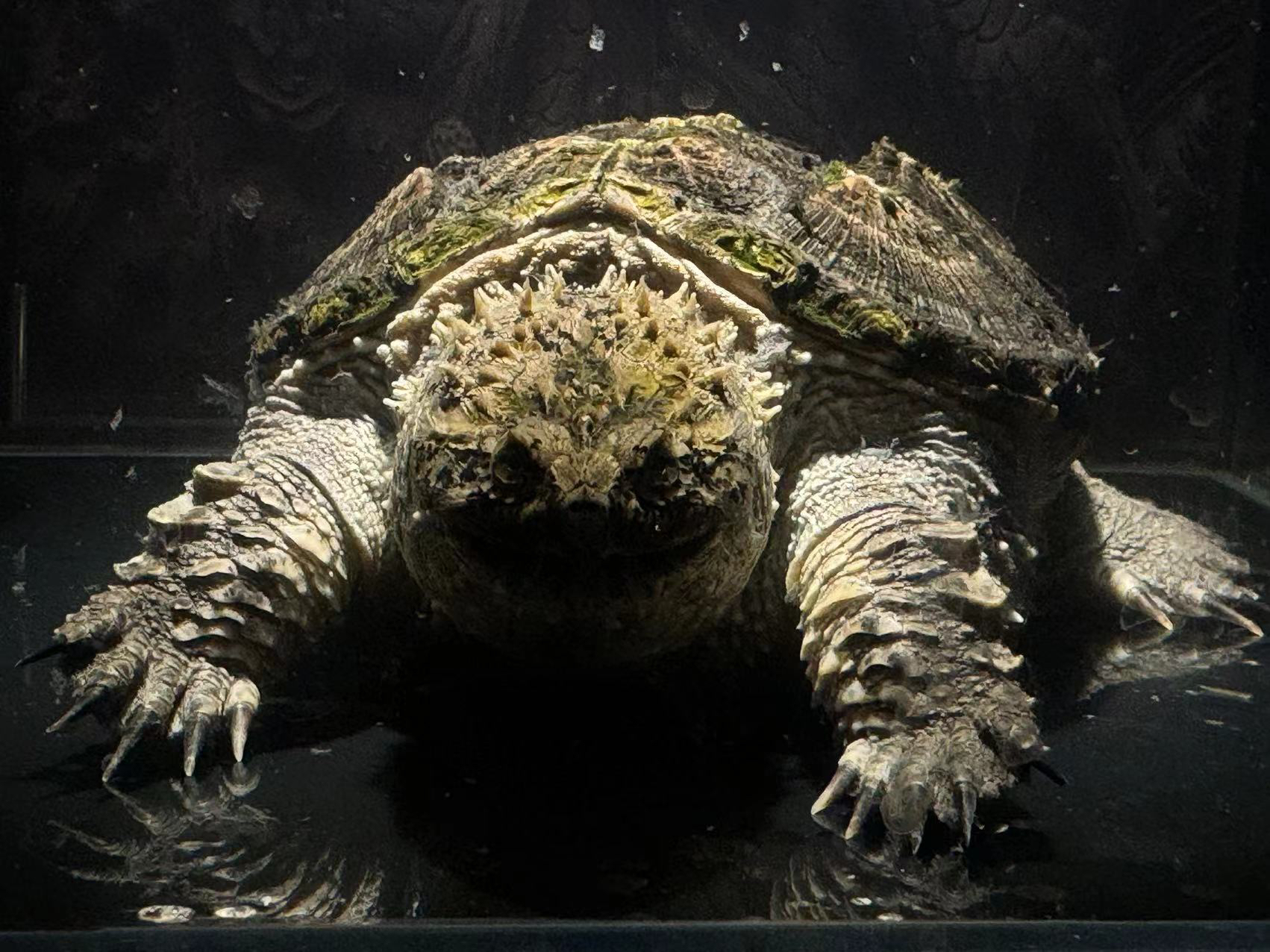 【哒豪】宠物观赏龟