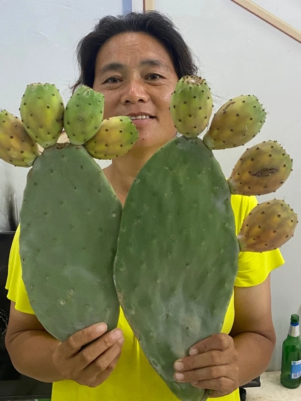 黄大果血红红钻食用型仙人掌种植片嫁接食用食用绿植