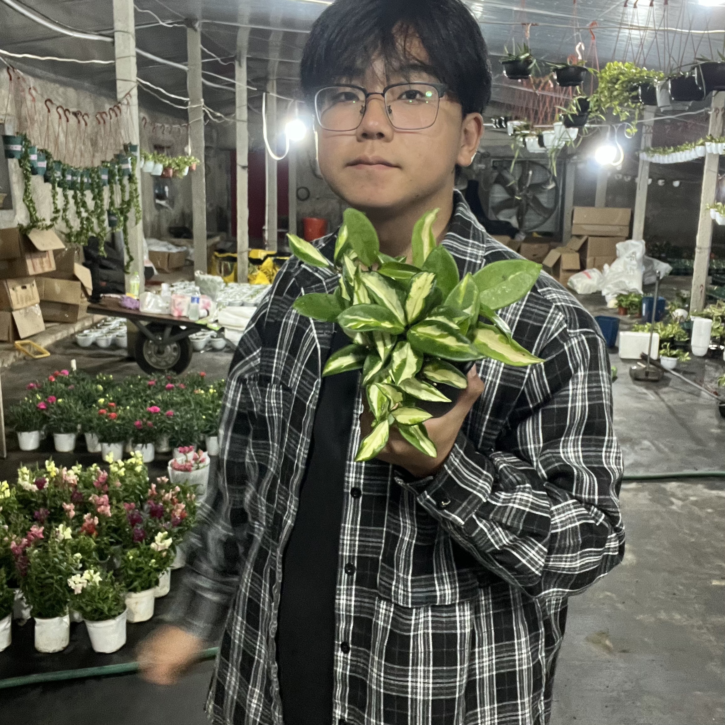 绿叶内锦球兰小众ins风简约室内阳台客厅办公室垂吊爬藤植物