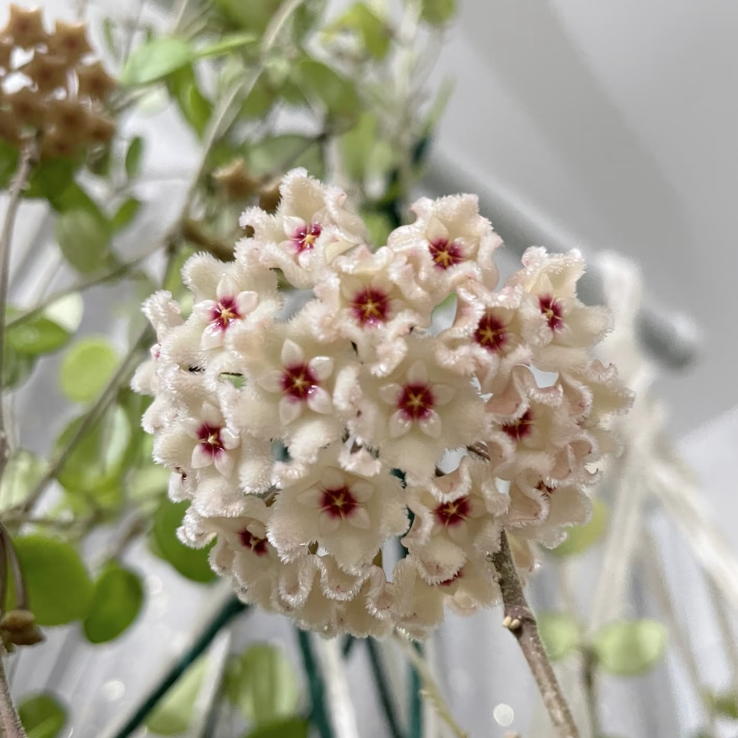 【太行】杂交匍匐球兰经典款好养护阳台办公室垂吊爬藤植物懒人花卉