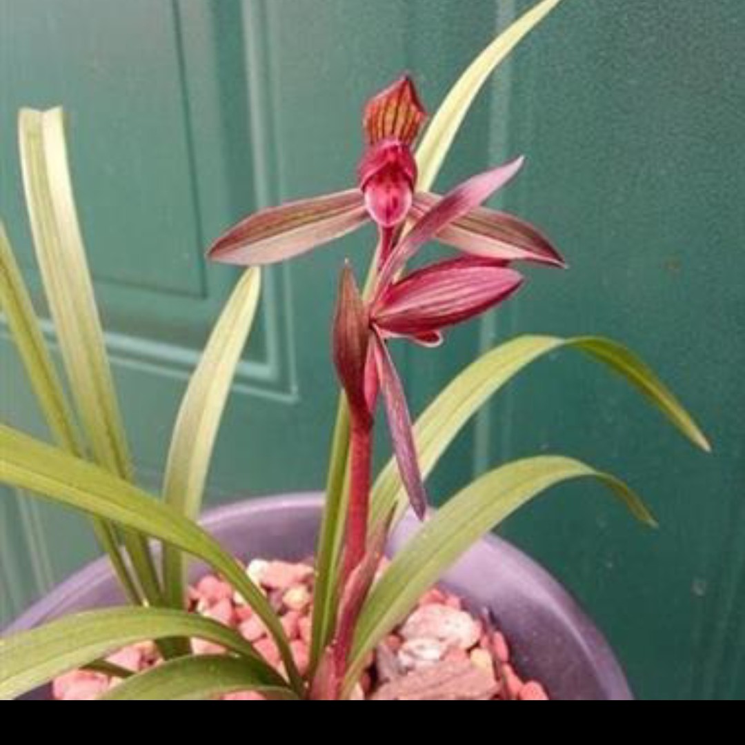 春兰红花红素太红素