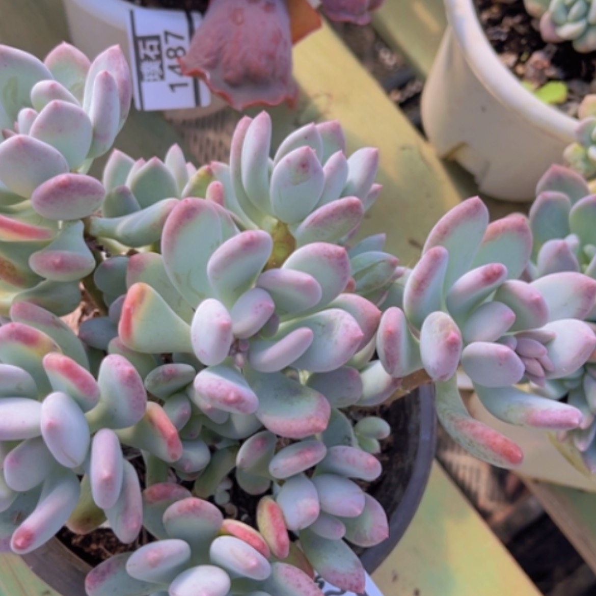 【闪购商品】三日月美人14129