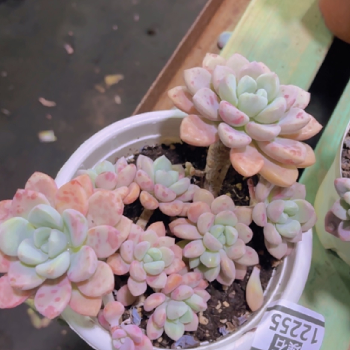 【闪购商品】花斑鹿12255