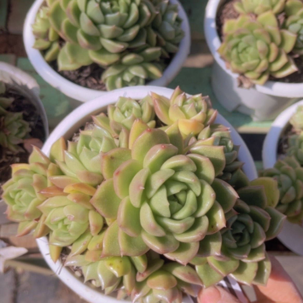 【闪购商品】白玫瑰1288