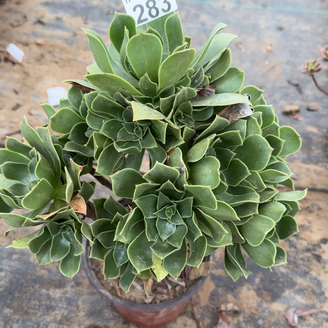 香腹多肉283满28包邮断枝不包