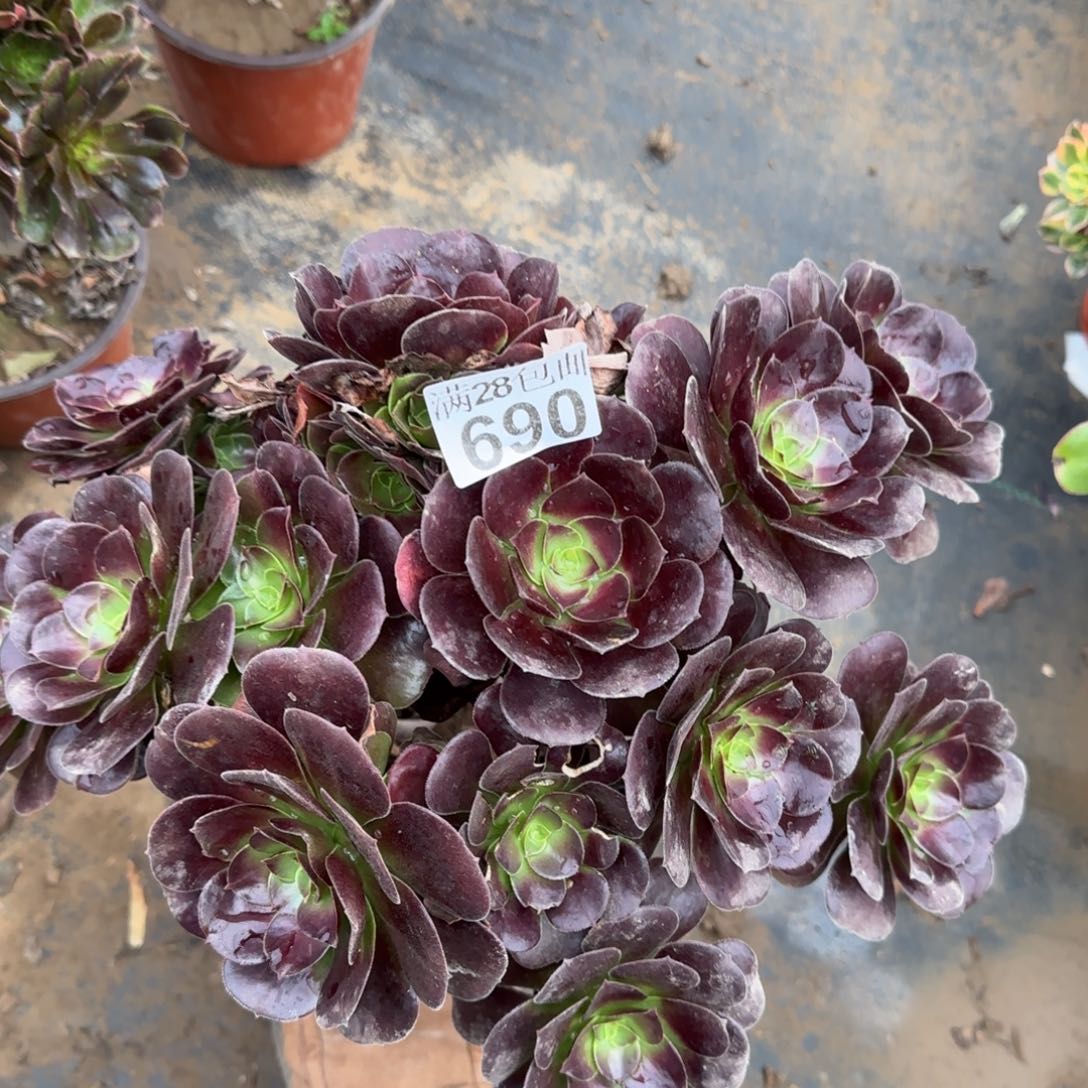 梅花博迪多肉瑕疵690满28包邮断枝不包