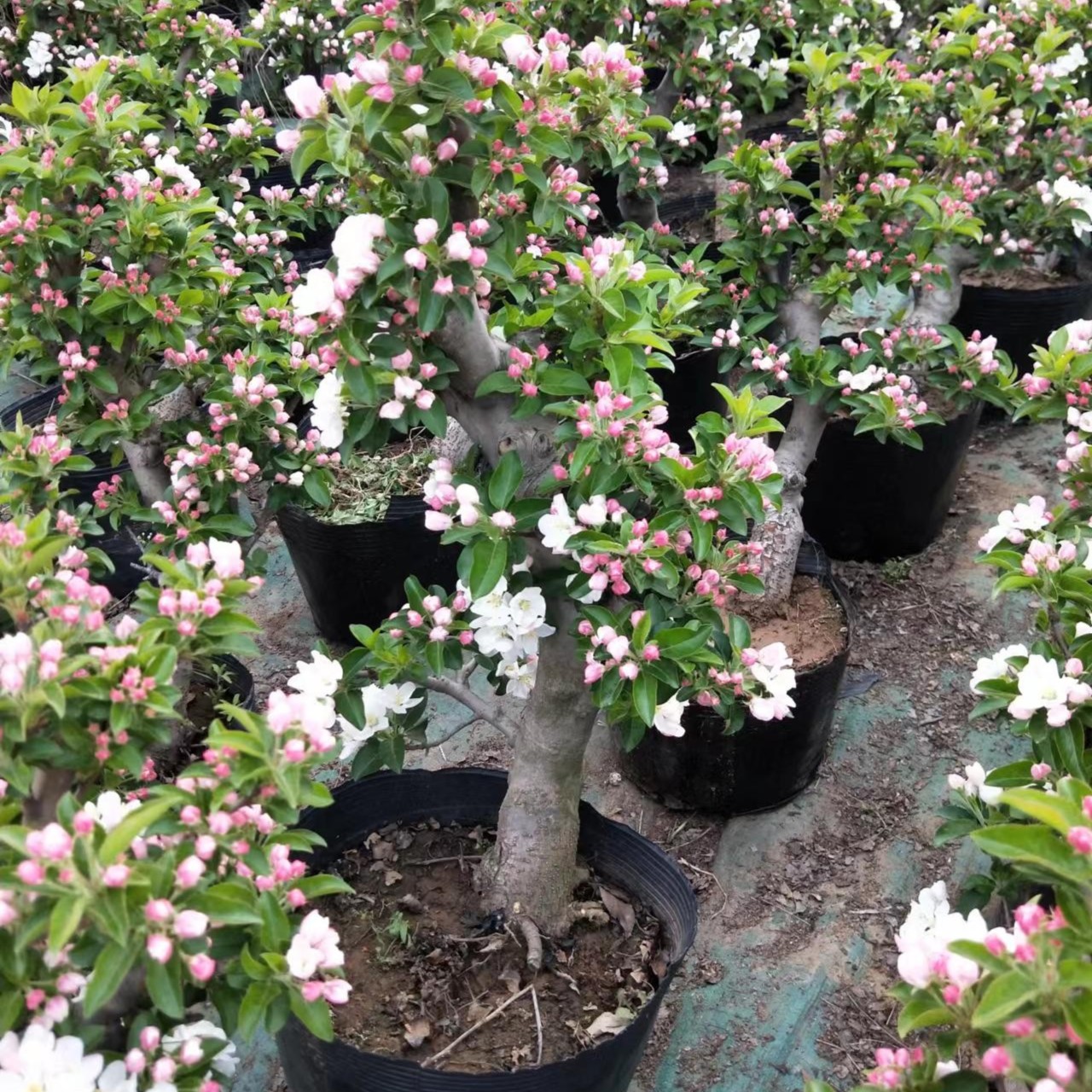 冬红果    贵人果   亚当海棠等各种花卉绿植果树盆景一物一拍