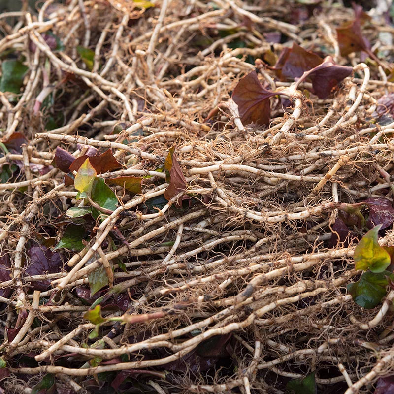 3斤贵州高山折耳根新鲜带泥鱼腥草现挖带泥发货凉拌炒菜现摘现发