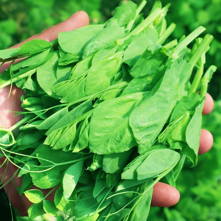 3斤贵州豌豆尖老品种小叶龙须豌豆现摘现发3斤更划算