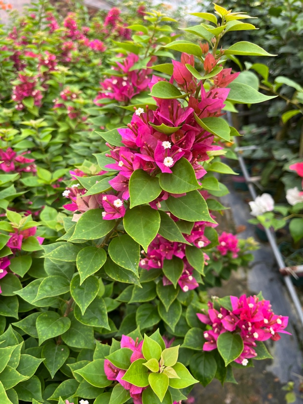 三角梅小叶紫枝条庭院阳台绿植盆栽易成活