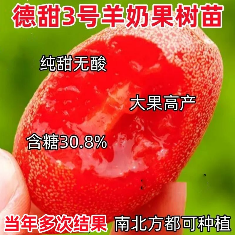 正宗羊奶果树苗纯甜特大德甜新品种盆栽地栽南方北方种植当年结果