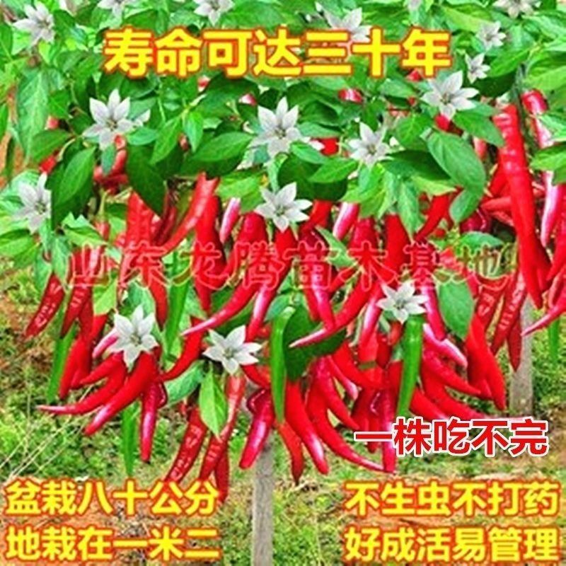 新品树辣椒耐寒抗热四季种植盆栽地阳台庭院易红辣椒多年生苹果树