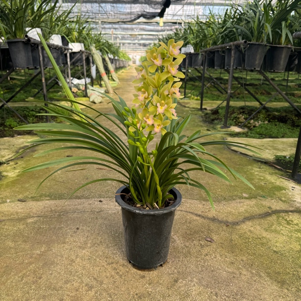 杂交兰（香水香兰）完美主义勿拍