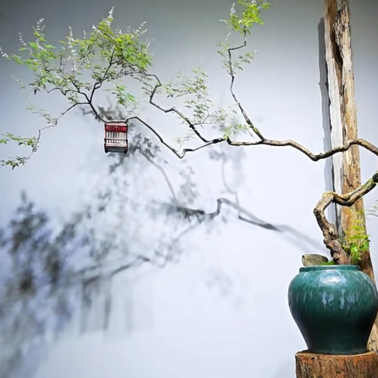 太行黄荆 盆景 一物一拍 空间黄荆