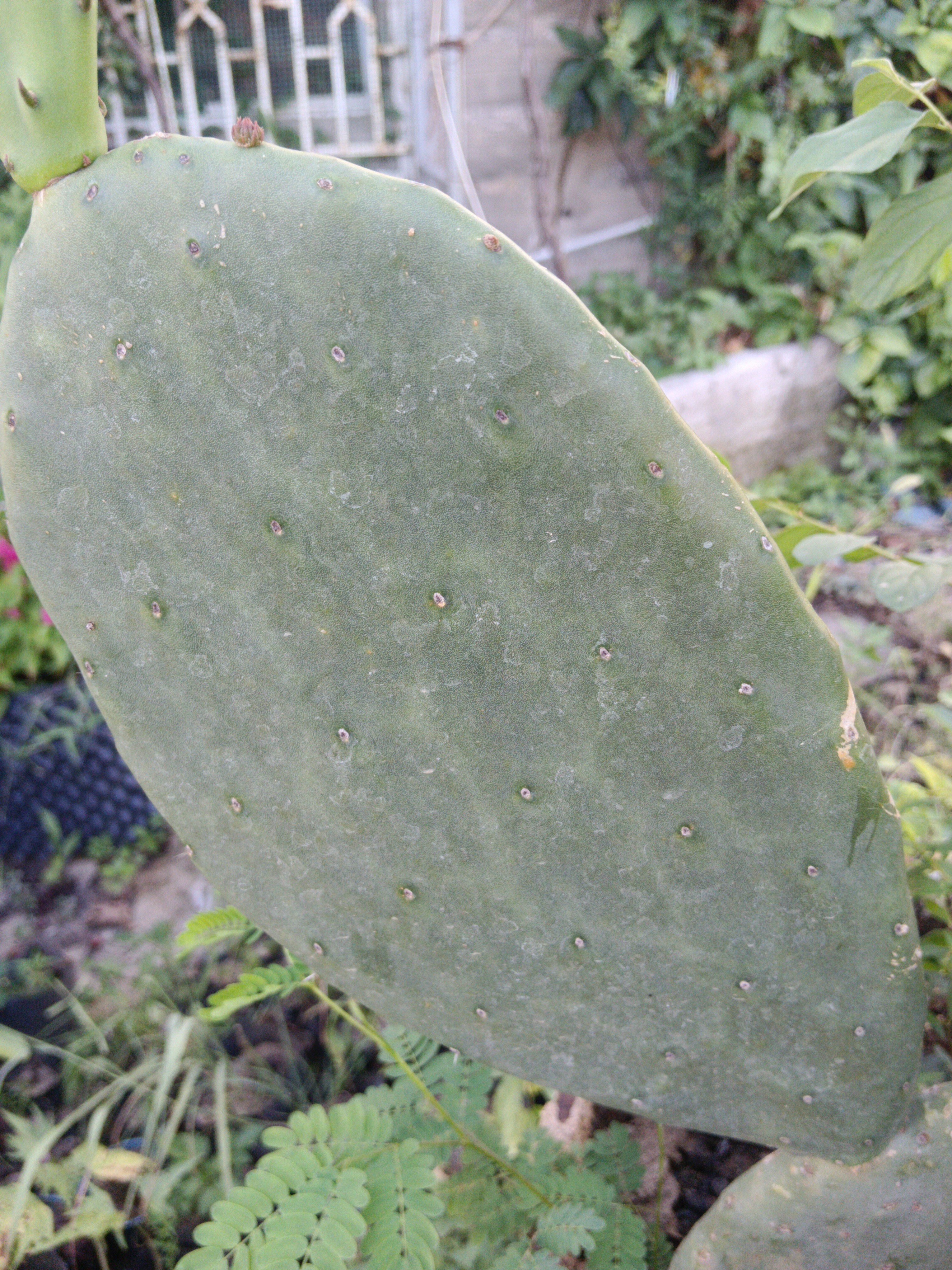 米邦塔仙人掌叶片，可栽种，一片一斤重以上