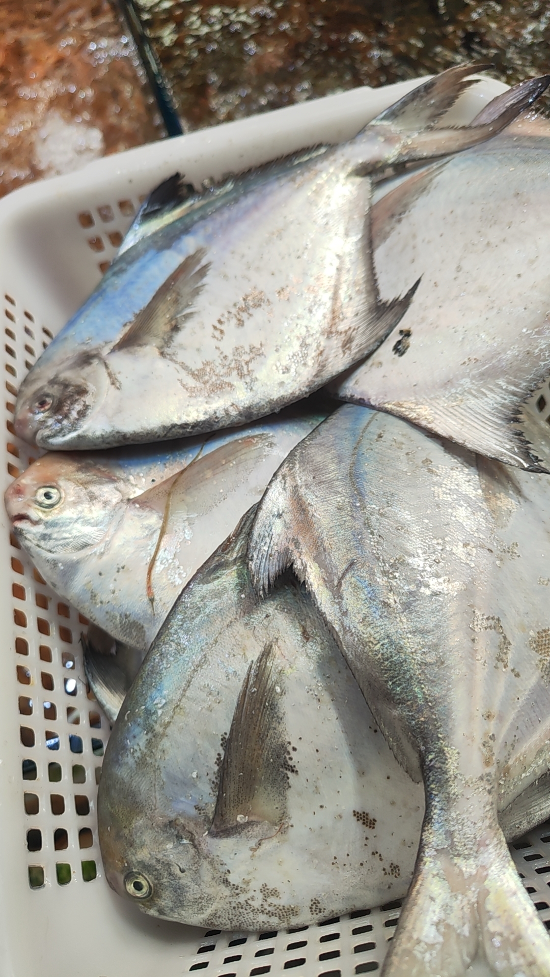 青岛本地胶州湾鲳鱼