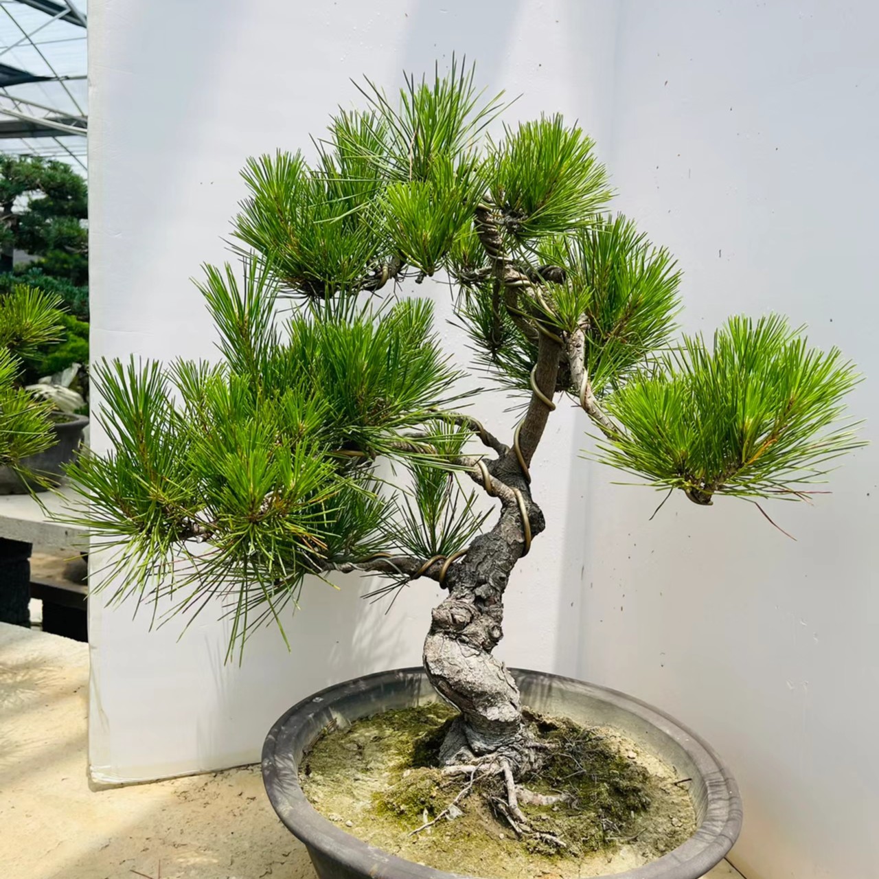 松柏类杂木花卉类造型盆栽盆景 一物一拍