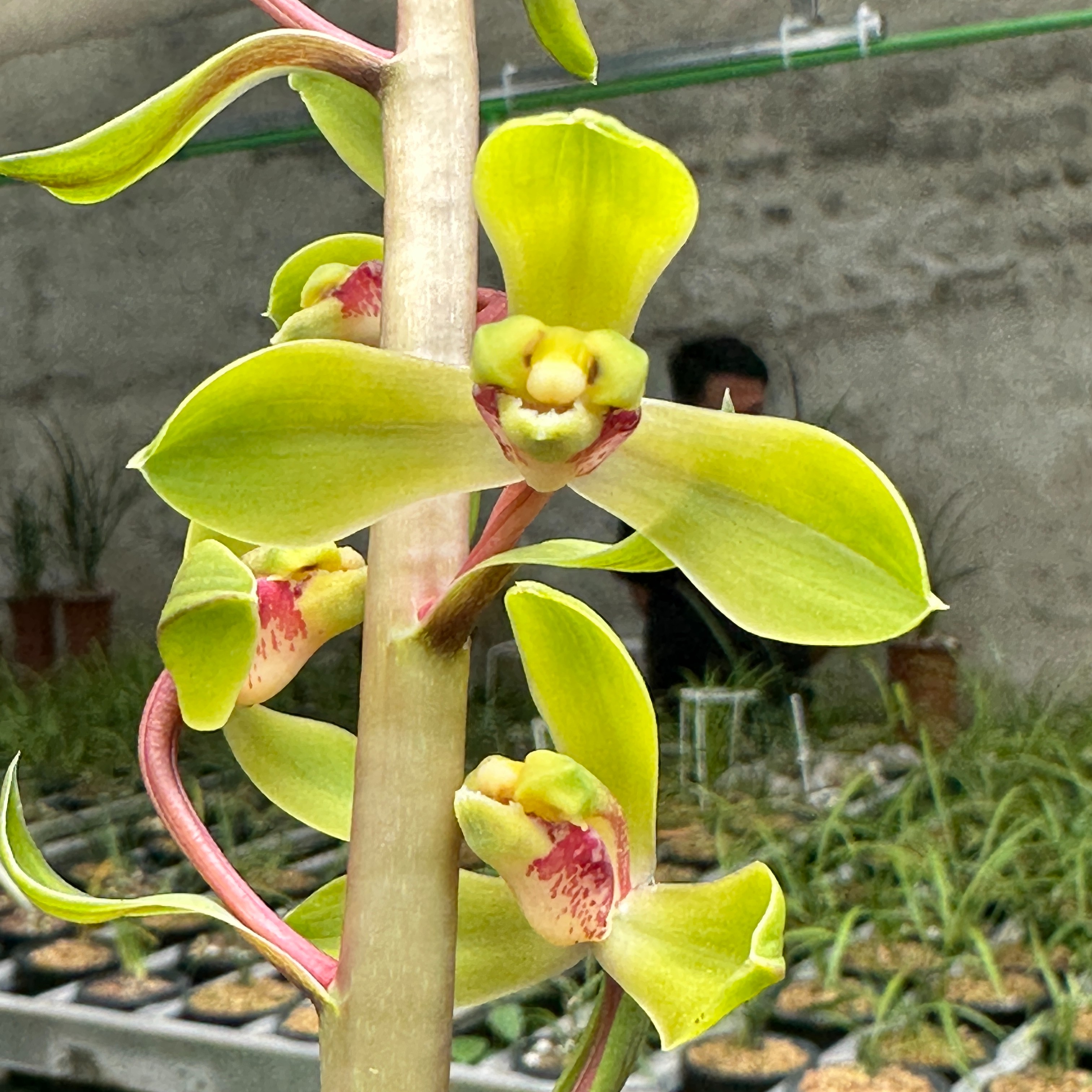 兰花 自然种植 直播间一物一拍 （图片仅供参考）