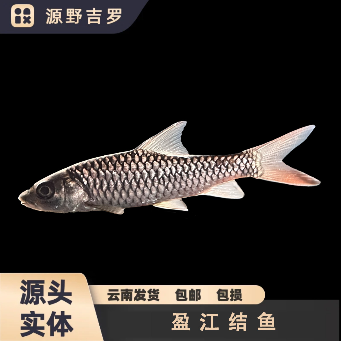 缅甸盈江结鱼吉罗原生盈江吉罗纯野生进口原生活体活体观赏鱼