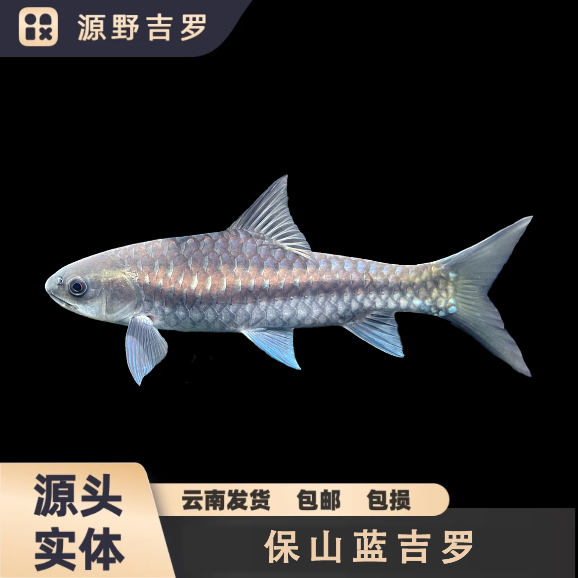 清水河蓝吉罗保山新光唇蓝吉罗吉罗鱼纯野生淡水原生观赏鱼