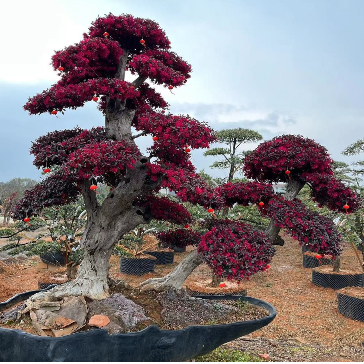 红花檵木造型树别墅庭院景观直播链接一物一拍植物