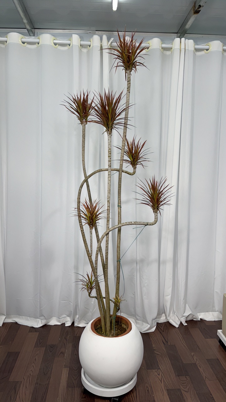 七彩铁千年木大盆栽北欧风好养植物观叶绿植