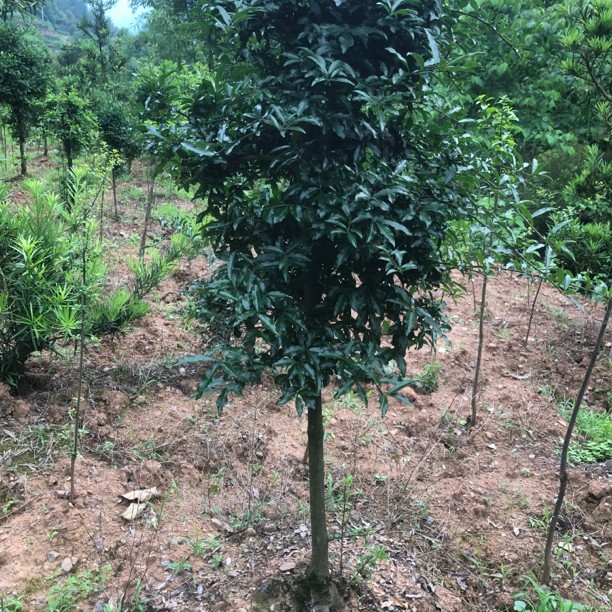 金弹子瓶兰花 原生母树挂果地景 异形果 花生果 葫芦果长果 盆栽
