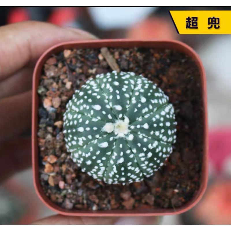 雪花兜实生仙人球稀有尽快超级星兜开花多肉室内防辐射小盆栽