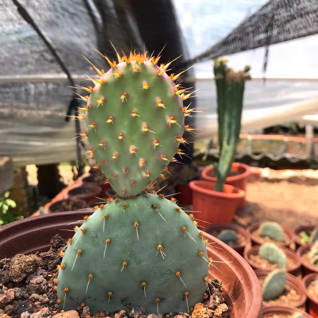 仙人掌圣丽塔银盾团扇稀有紫色仙人球多肉植物一物一拍盆栽