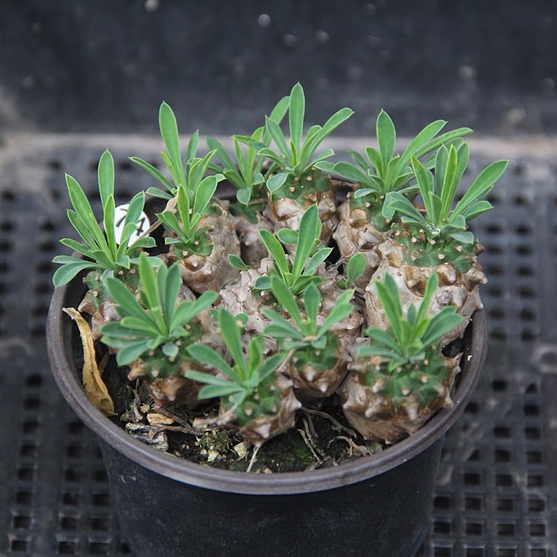 进口多肉植物 铁甲麒麟白桦麒麟峨眉山块根 绿植花卉组合