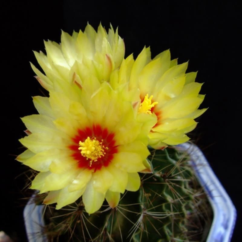 实生龙王仙人球开花多肉植物仙人掌精品 室内盆栽防辐射绿植