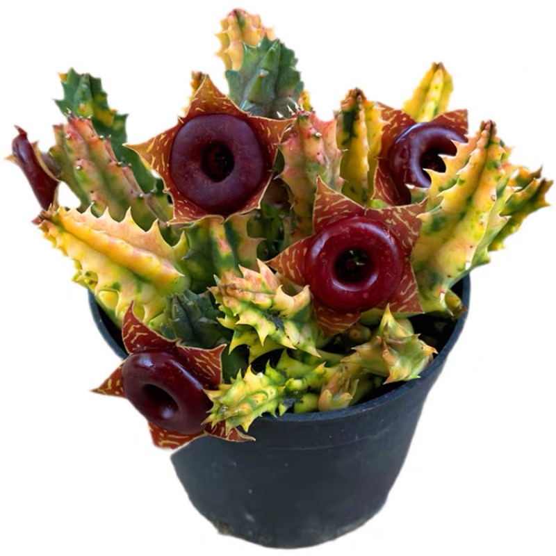 甜甜圈锦稀有多肉植物变异肉肉盆栽花卉萝蘼科防辐射绿植