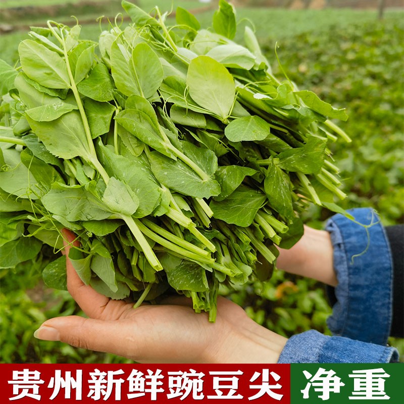 贵州新鲜豌豆尖豌豆苗新鲜蔬菜现摘豌豆尖半斤1/2/3/4斤