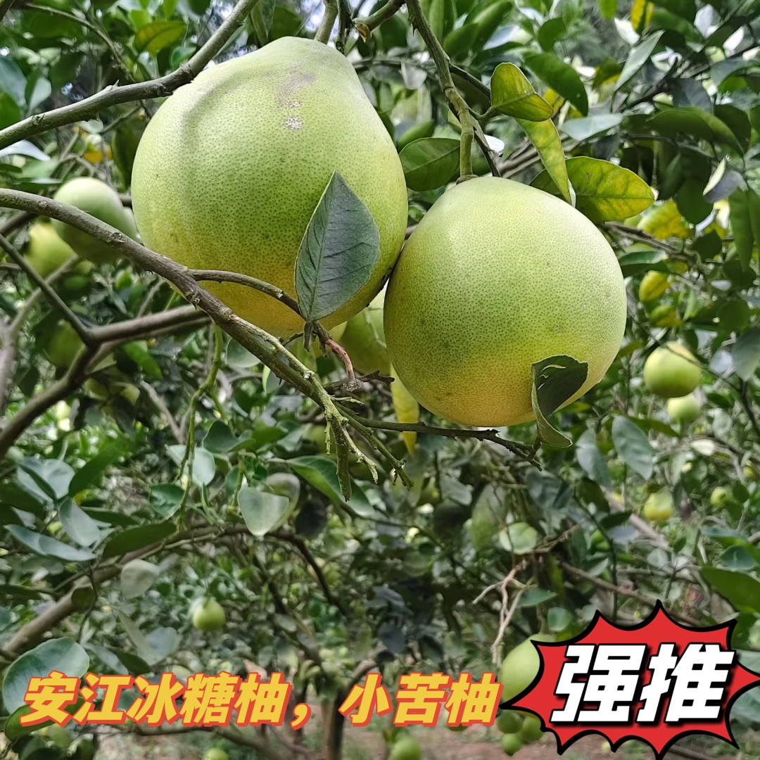 正宗安江雪峰冰糖柚湖南怀化小苦柚安福金兰柚老树新鲜水果小柚子