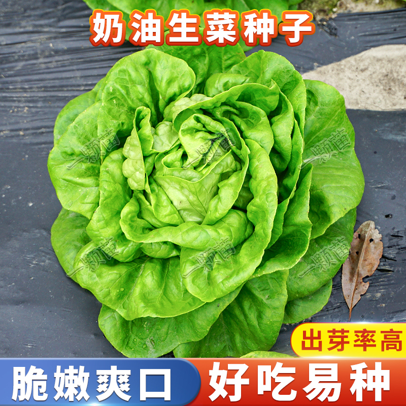 掌中宝奶油圆叶生菜种籽  阳台种植花盆栽小院农家菜园地蔬菜种子